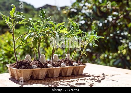 Setzlinge von Tomaten in wiederverwendeter Eierbox im Garten. Babypflanzen säen. Pflanzen im Frühjahr. Gartenbau und Coltivation, Frühjahrsgärtnerei Stockfoto