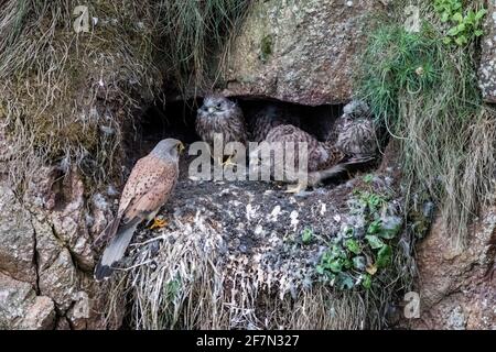 Cliff - Nistkestrels, Schottland Stockfoto