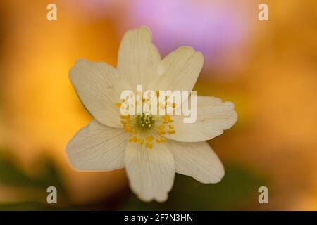 Makro einer Windblumenblüte Stockfoto