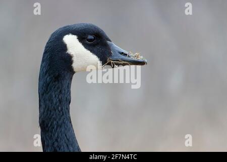 Kanadagans (Branta canadensis) im Jones Beach State Park, Long Island New York Stockfoto