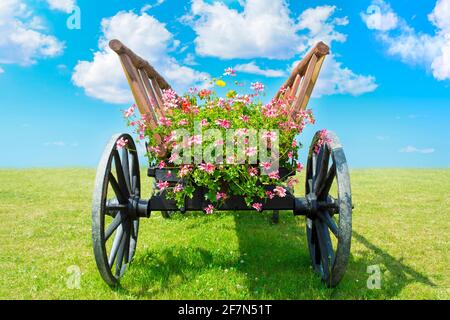 Alte Holzkarre voller farbenfroher Blumen auf einem Rasen im Freien. Stockfoto