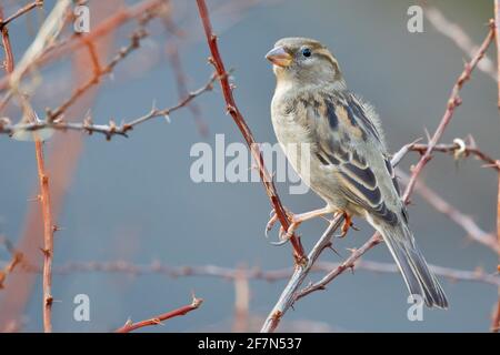 Haus Sparrow (Passer domesticus) thront, Central Park, New York, USA Stockfoto