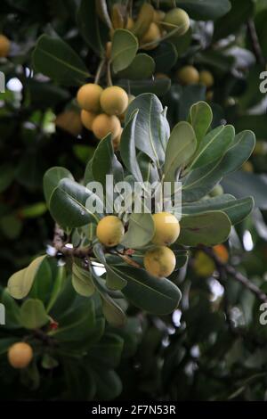 salvador, bahia, brasilien - 6. januar 2021: Die Frucht der Mimisops-Pflanze ist auf einer Straße in der Stadt Salvador zu sehen. *** Ortsüberschrift *** Stockfoto