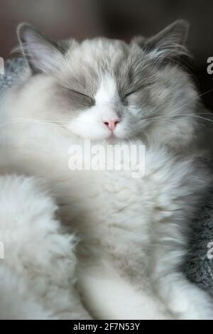 Ein schlafend kleines Ragdoll-Kätzchen mit schielenden Augen. Nahaufnahme. Geringe Schärfentiefe. SDF. Stockfoto