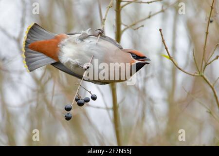 Böhmische Seidenschwanz (Bombycilla Garrulus) auf Ast, Niederlande Stockfoto
