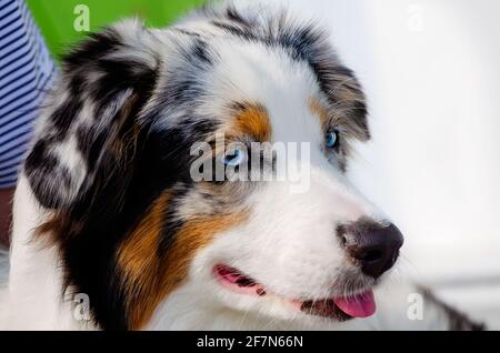 Ein australischer Schäferhund erwartet ihren Besitzer vor dem Social Chair, einem Boutique- und Geschenkeladen, am 3. April 2021 in Bay Saint Louis, Mississippi. Stockfoto