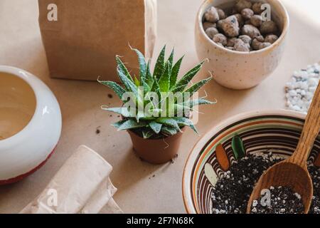 Verpflanzen Sukulenten Pflanzen, Heimleben Hobby. Pflege und Pflanzung einer Sukkkkulenten, von oben aus Sicht, gesunde Indoor-Aktivitäten Stockfoto