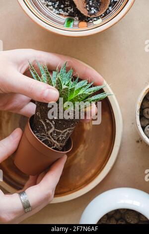 Verpflanzen von Hauspflanzen, häusliche Hobby. Pflege und Pflanzung einer Sukkkkulenten, von oben aus Sicht, gesunde Indoor-Aktivitäten Stockfoto