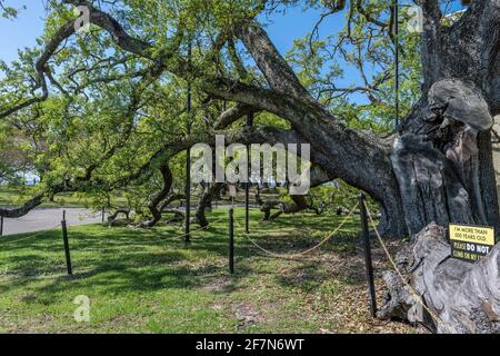 Historische Friendship Oak Tree, südliche lebende Eiche, die auf dem Campus der University of Southern Mississippi, Long Beach, MS, USA, 500 Jahre alt sein soll. Stockfoto