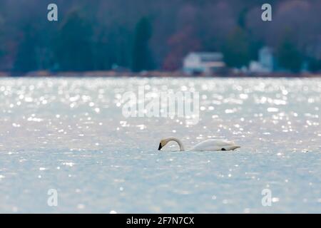 Trompeter Swan, Cygnus-Bukminator, in Sleeping Bear Dunes National Lakeshore am Lake Michigan, Michigan, USA Stockfoto
