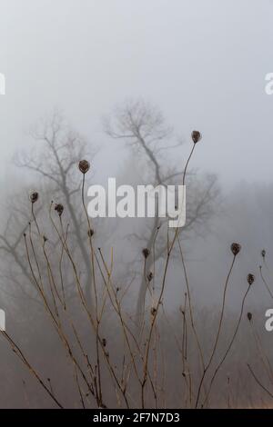 Getrocknete Stängel von Queen Anne' Lace, Daucus carota und entferntem Baum in dichtem Nebel im Cadillac Rastgebiet entlang der US 131, Michigan, USA Stockfoto