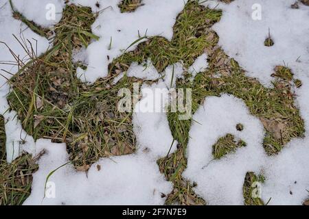 Grünes Gras pulverisiert mit Schnee, Draufsicht Stockfoto