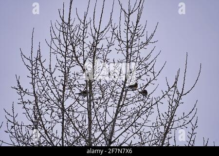 Vögel auf einem Baum im Winter gegen den grauen Himmel Stockfoto