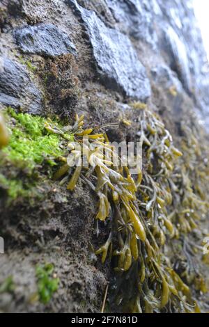 Eine Steinmauer an einem schlammigen Strand an der Küste. Feucht grün und braun Blasentang Algen hängen schlaff. Stockfoto