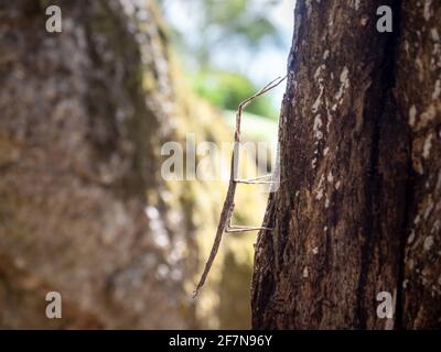 Margin-winged Stick insect (Ctenomorpha marginipennis), Victoria, Australien Stockfoto