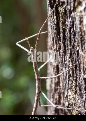 Margin-winged Stick insect (Ctenomorpha marginipennis), Victoria, Australien Stockfoto