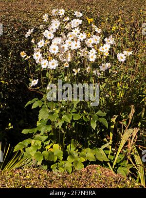 Anemone japonica Japanische Anemone Anemone x hybrida Honorine Jobert mit vielen Blumen in einer Grenze wächst.. Stockfoto