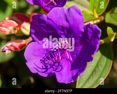 Makrofotografie einer andinen Prinzessin Blume, aufgenommen auf einer Farm in den zentralen Andenbergen von Kolumbien, in der Nähe der Stadt Arcabuco in der Abfahrt Stockfoto