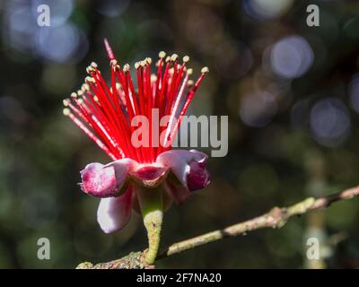 Makrofotografie einer Feijoa-Blume, aufgenommen auf einem Bauernhof in der Nähe der Stadt Arcabuco, im Departement Boyaca, Kolumbien. Stockfoto