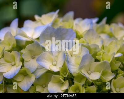 Makrofotografie von Hortensienblumen, aufgenommen in einem Garten in den zentralen Andenbergen Kolumbiens. Stockfoto