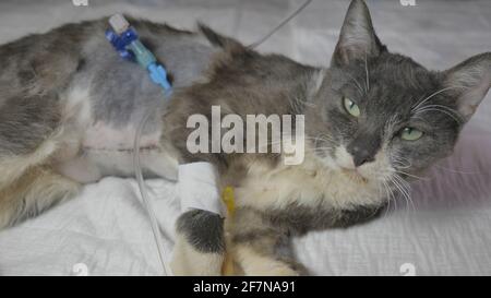 Postoperative Wunden mit Katheter bei einem jungen Kätzchen. Stockfoto