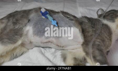 Postoperative Wunden mit Katheter bei einem jungen Kätzchen. Stockfoto