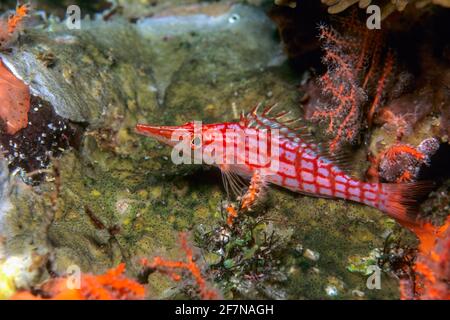 Langnasen-Falkenfisch, Oxycirrites typus, in Papua-Neuguinea, Pazifischer Ozean Stockfoto