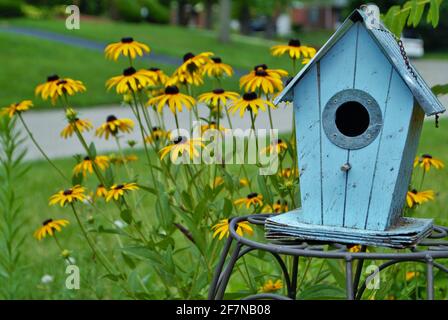 Blaues Vogelhaus umgeben von schwarzen Augen Susan Blumen Stockfoto