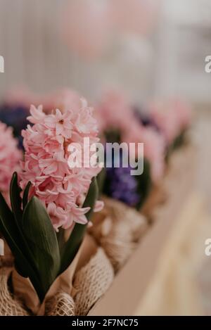 Bunte rosa blau lila Lavendel Frühlingsblumen in Handwerk Papier Töpfe auf dem Tisch in Geschenkbox. Überraschungsgeschenk für Urlaub am 8. März International Stockfoto