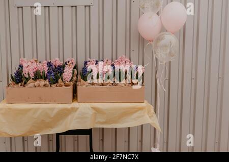 Bunte rosa blau lila Lavendel Frühlingsblumen in Bastelpapier Töpfe auf dem Tisch in Geschenkbox.Überraschungsgeschenk für Urlaub auf März 8 International W Stockfoto