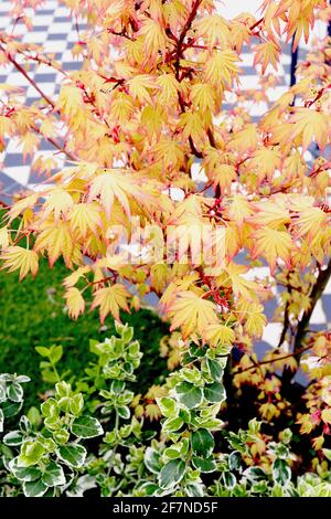 Acer palmatum ‘Orange Dream’ Japanischer Ahorn Orange Dream – gelb-orange Blätter mit gezackten roten Rändern, April, England, Großbritannien Stockfoto