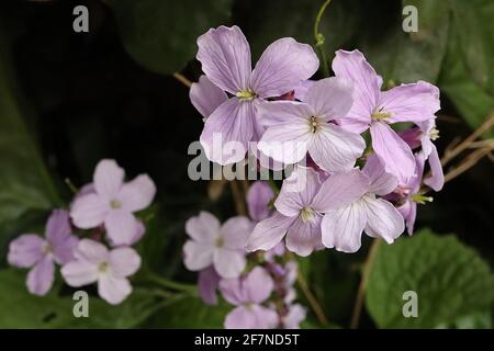 Lunaria redidiva beständige Ehrlichkeit – hellrosa Blätter mit violetten Adern und großen spitzen ovalen Blättern, April, England, Großbritannien Stockfoto