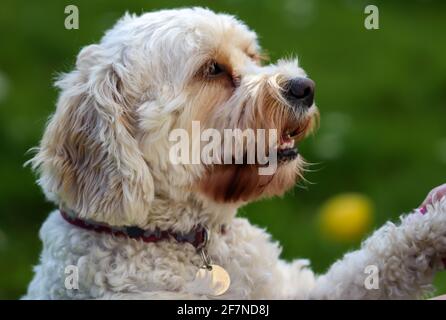 Aufsehendes Porträt eines Cockapoo-Hundes, der in die Augen schaut Von seinem Besitzer als Pfote gehalten wird Stockfoto