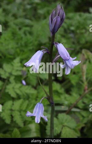 Hyacinthoides hispanica ‘Excelsior’ Spanische Bluebells – blasse mauve glockenförmige Blüten mit blauen Streifen, April, England, Großbritannien Stockfoto