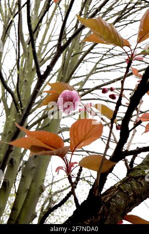 Prunus ‘Kanzan’ Kanzan Kirschblüte – gestielte Cluster aus doppelt rosa Blüten, April, England, Großbritannien Stockfoto