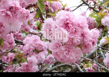 Prunus ‘Asano’ Asano Kirschblüte – Chrysantheme-blühende Cluster rosa Blüten, April, England, Großbritannien Stockfoto