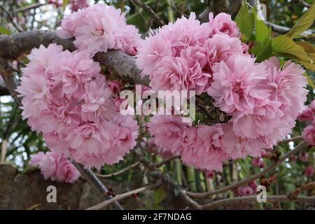 Prunus ‘Asano’ Asano Kirschblüte – Chrysantheme-blühende Cluster rosa Blüten, April, England, Großbritannien Stockfoto