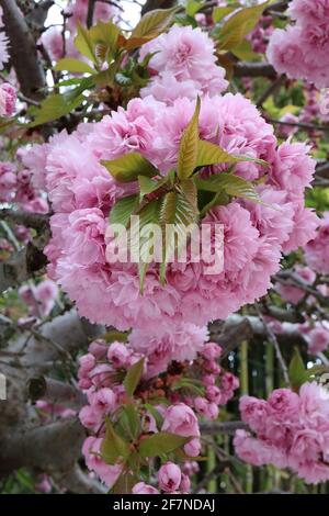 Prunus ‘Asano’ Asano Kirschblüte – Chrysantheme-blühende Cluster rosa Blüten, April, England, Großbritannien Stockfoto
