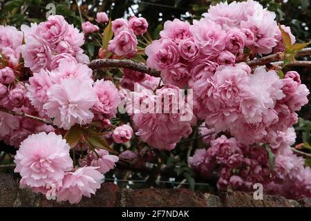 Prunus ‘Asano’ Asano Kirschblüte – Chrysantheme-blühende Cluster rosa Blüten, April, England, Großbritannien Stockfoto