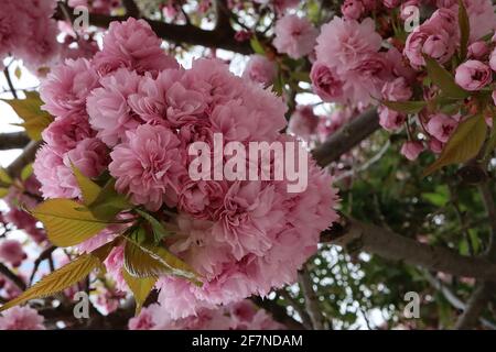 Prunus ‘Asano’ Asano Kirschblüte – Chrysantheme-blühende Cluster rosa Blüten, April, England, Großbritannien Stockfoto