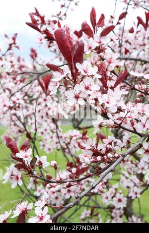 Prunus cerasifera Prinzessin Kirsche Pflaume Prinzessin – muschelrosa Blüten und lila rote Blätter, April, England, Großbritannien Stockfoto