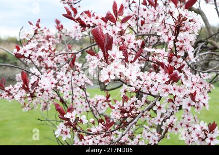 Prunus cerasifera Prinzessin Kirsche Pflaume Prinzessin – muschelrosa Blüten und lila rote Blätter, April, England, Großbritannien Stockfoto