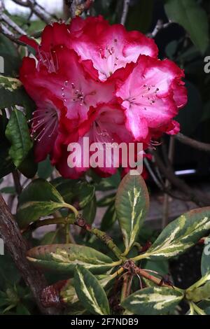 Rhododendron ‘Präsident Roosevelt’ Rote Blüten verblassen zu weißer Basis, bunte Blätter, April, England, Großbritannien Stockfoto