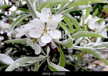 Pyrus salicifolia pendula Weidenblättrige Birne / Trauerbirne – weiße schalenförmige Blüten mit langen, frischen grünen Blättern mit weißen Rändern, April, England, Stockfoto