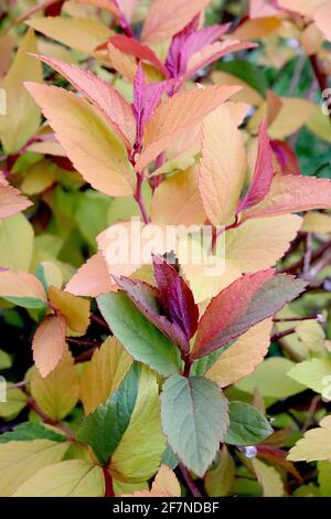 Spiraea japonica ‘Goldflame‘ Japanische Mädesüße Goldflame – gelbe, grüne, orange und rote Blätter an braunen Stielen, April, England, Großbritannien Stockfoto