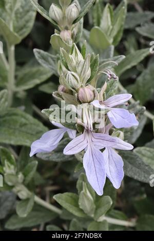 Teucrium fruticans Baumgermander – lila blaue Blüten und behaarte eifige dunkelgrüne Blätter, April, England, Großbritannien Stockfoto