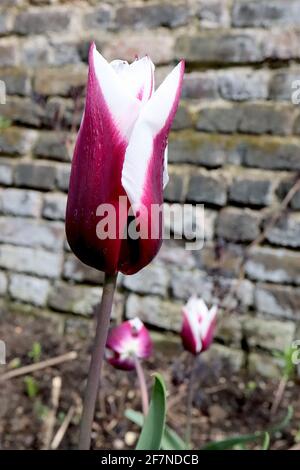 Tulipa ‘Chansonette’ Triumph Tulpe 3 Chansonette Tulpe - tiefviolett rote Blüten, breite weiße Ränder, lila Stamm, April, England, VEREINIGTES KÖNIGREICH Stockfoto