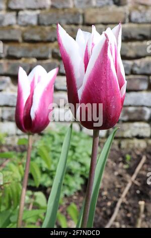 Tulipa ‘Chansonette’ Triumph Tulpe 3 Chansonette Tulpe - tiefviolett rote Blüten, breite weiße Ränder, lila Stamm, April, England, VEREINIGTES KÖNIGREICH Stockfoto