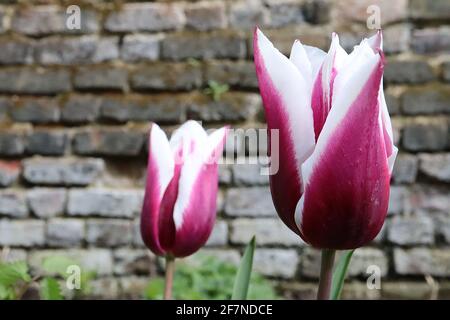 Tulipa ‘Chansonette’ Triumph Tulpe 3 Chansonette Tulpe - tiefviolett rote Blüten, breite weiße Ränder, lila Stamm, April, England, VEREINIGTES KÖNIGREICH Stockfoto