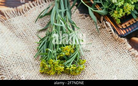 Heilpflanze Esiula, allgemein bekannt als Grünspurge oder Blattspurge von Milchkraut in der Flasche mit Kork auf einem hölzernen Schneidebrett bereit für CO Stockfoto